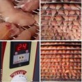 點心大師 食物乾燥機推薦